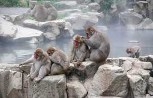 Парк обезьян Джигокудани (Jigokudani Monkey Park) &mdash; Япония | Место № 9